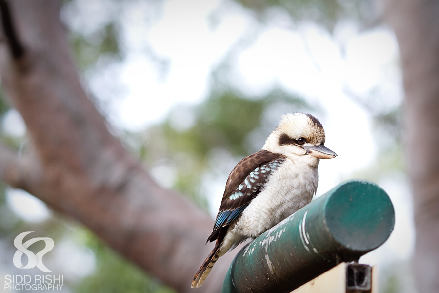 Australian Baby Birds